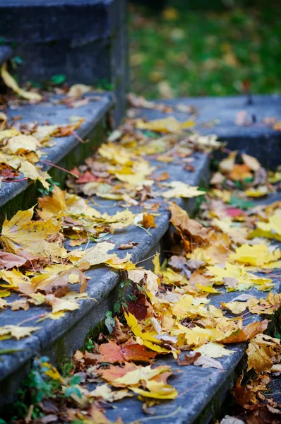 Stock image Autumn background