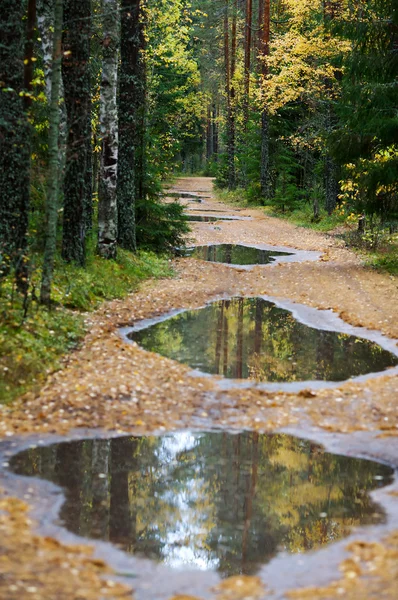 Road in wood — Stock Photo, Image