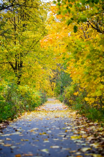 Stock image Autumn