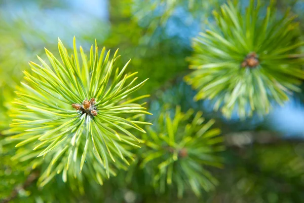 Pine needles. — Stock Photo, Image