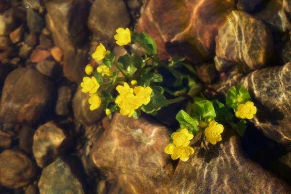 stock image Flower under the water