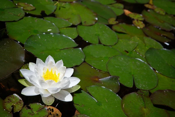 stock image White Waterlily