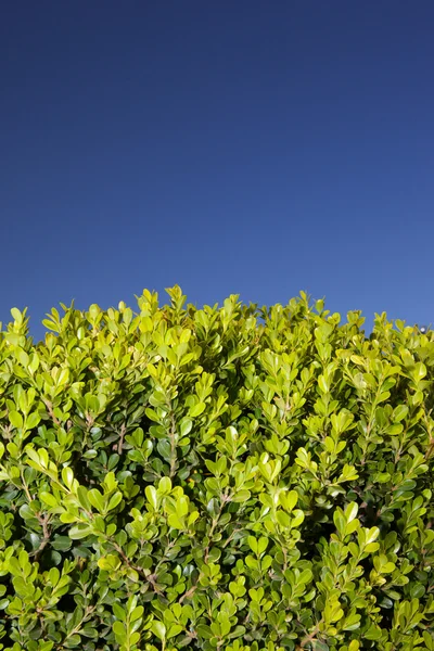 stock image Leaves of a shrub and a clear sky.