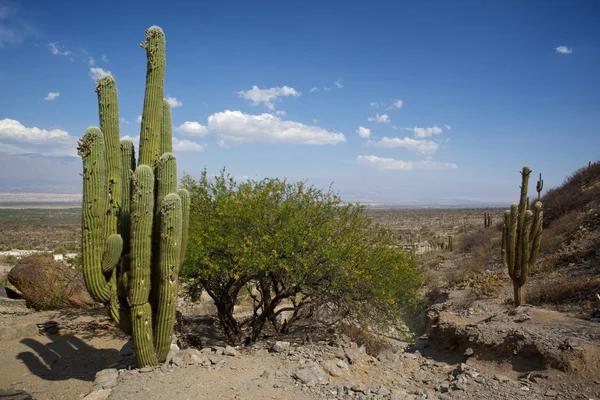 stock image America nature landscape