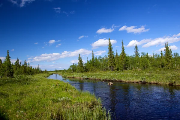 Floden i en vild plats — Stockfoto