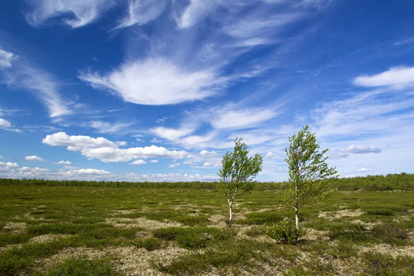 Two birch in tundra — Stock Photo, Image