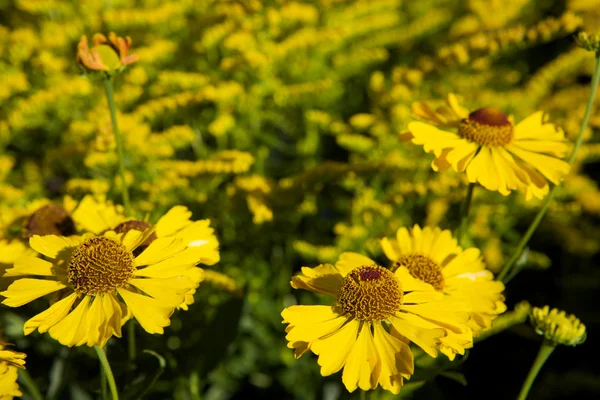 stock image Yellow flower