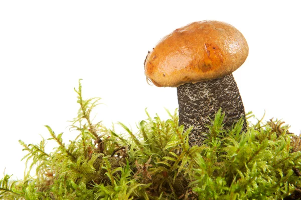 Small fungus with Red-capped Royalty Free Stock Images