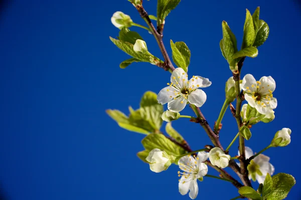 桜の花 ストック写真