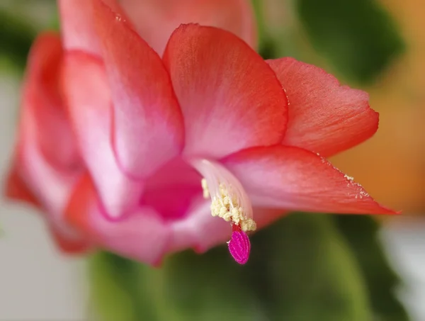 stock image Exotic red flower