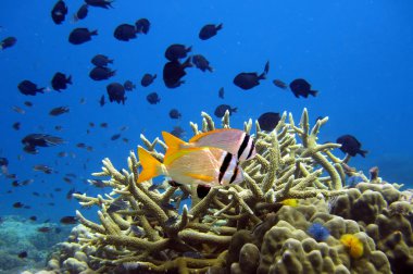 doublebar balığı (acanthopagrus bifasciatus)