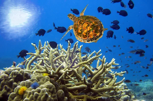 Unterwasserlandschaft mit Schildkröte — Stockfoto