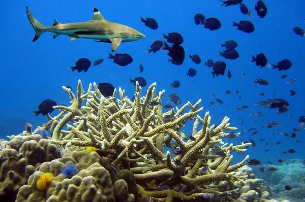 Hiu Whitetip di atas terumbu karang — Stok Foto