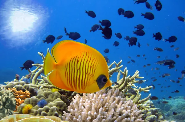 Подводное изображение кораллового рифа и рыбы-бабочки в маске — стоковое фото