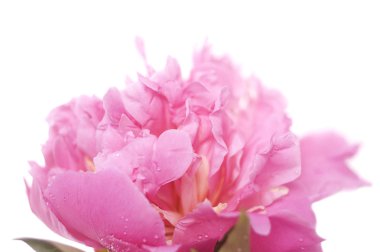 Pink peony clipart