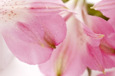 pembe alstroemeria