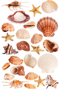 Seashells collection clipart