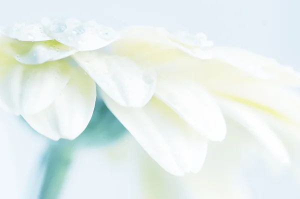 Gerbera fiore. immagine tonned — Foto Stock