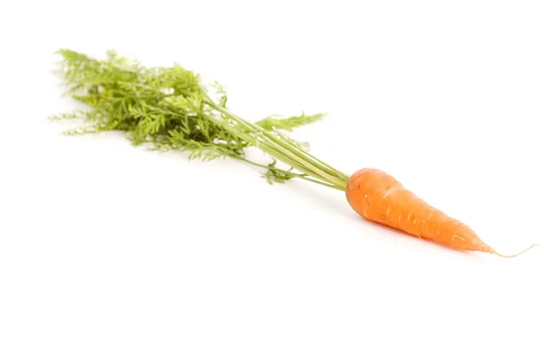 Rijp wortel — Stockfoto