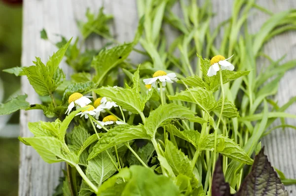 Herbs in garden — Stock Photo, Image