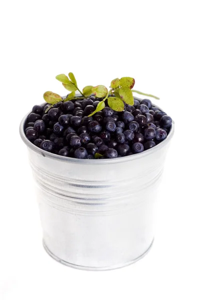Blueberry in bucket — Stock Photo, Image
