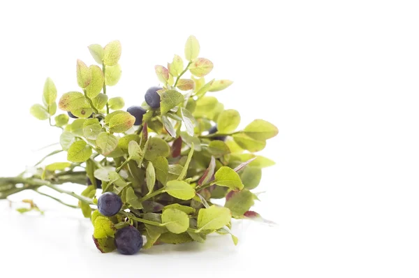 stock image Blueberry twigs