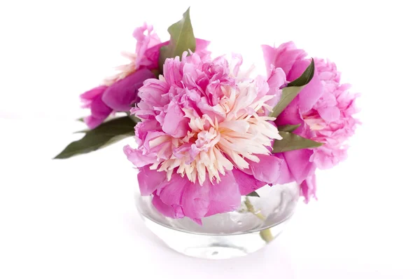 stock image Pink peony