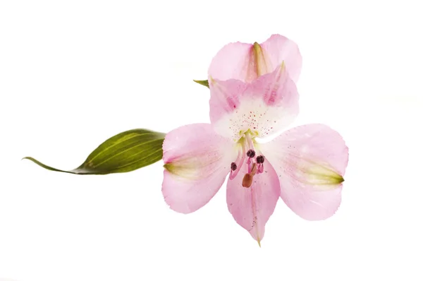 pembe alstroemeria