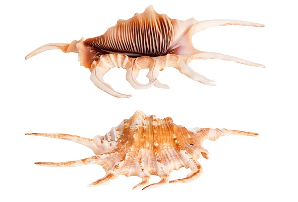 Conch seashell — Stock Photo, Image