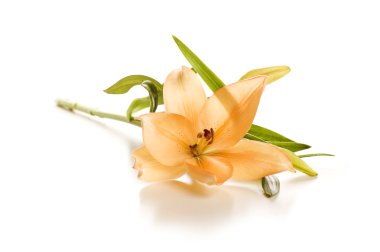 Lily flower clipart