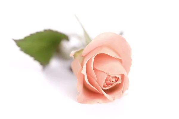 stock image One pink rose