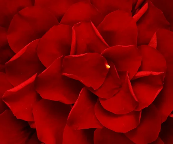 Petali di rose sfondo — Foto Stock