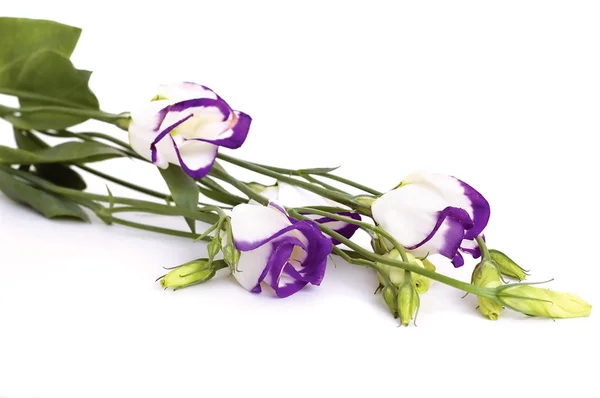Pretty flowers — Stock Photo, Image