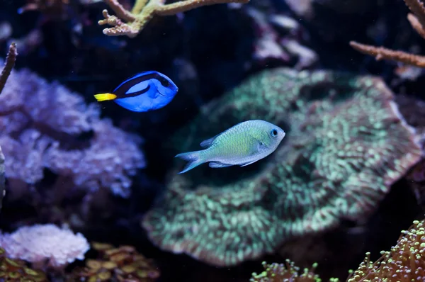 stock image Tropical fishes