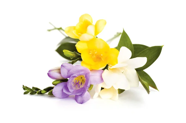 Bouquet of freesia — Stock Photo, Image