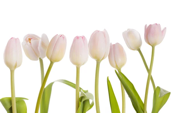 stock image Pink tulips for boder