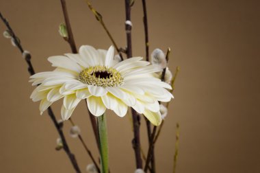 White gerbera clipart