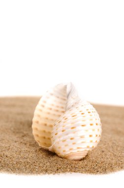 Seashell kum üzerinde