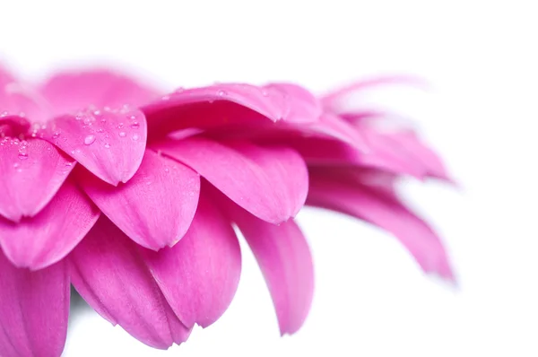 stock image Pink gerbera flower