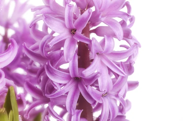Paarse hyacint — Stockfoto
