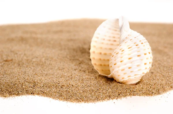 Seashell on sand — Stock Photo, Image
