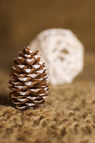Conifer cone — Stock Photo, Image