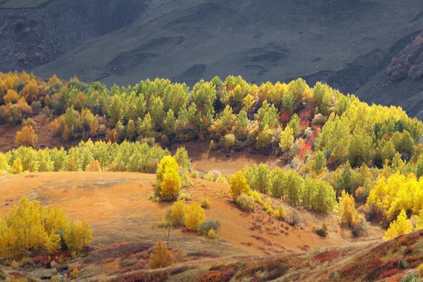 Aragvi kloof in de herfst — Stockfoto