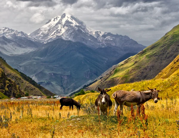 View of Mount Kazbek Rechtenvrije Stockfoto's