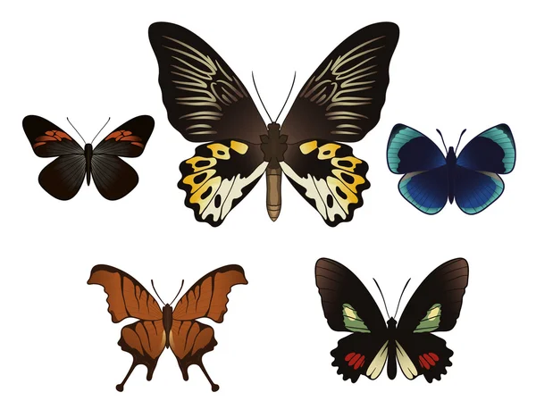 Set with butterflies — Stock Vector