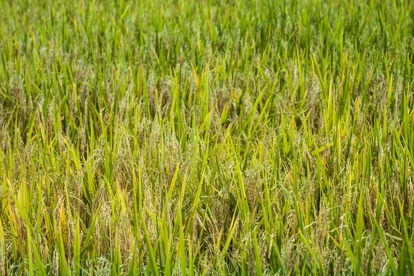 Campo de arroz — Foto de Stock