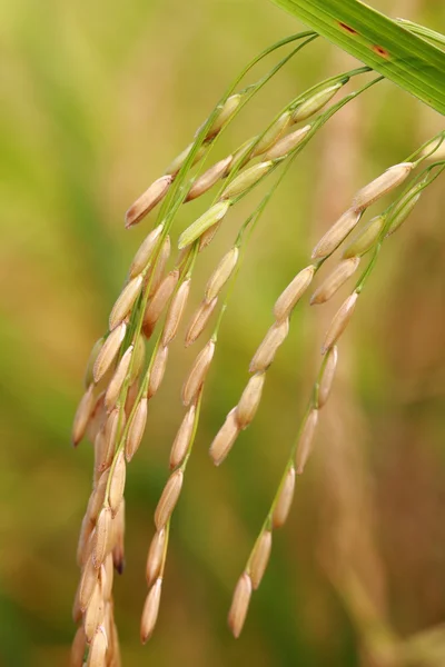 stock image Rice, closeup