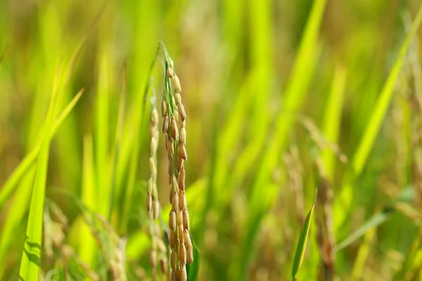 stock image Rice, closeup