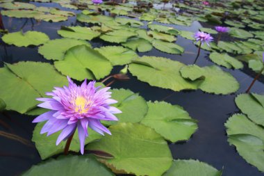 Nilüfer, lotus