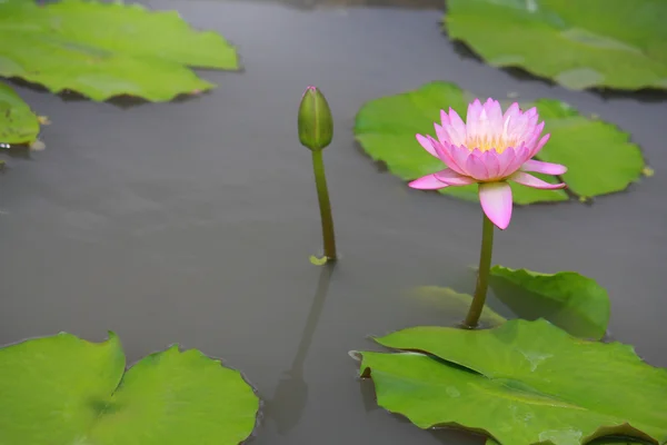 Seerose, Lotus — Stockfoto